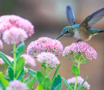 Hummingbirds: Bubbles Wrapped in Feathers