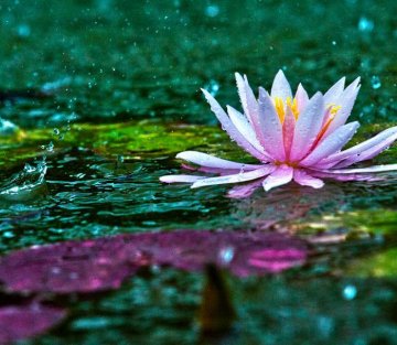 Lessons in Resilience: the Stories We Tell and Why They Matter