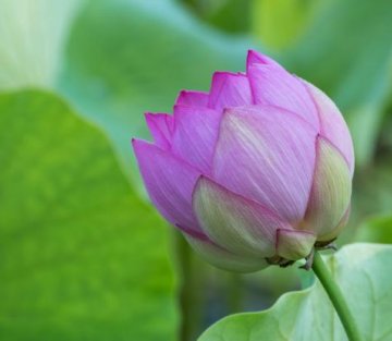 From Mindfulness to Heartfulness