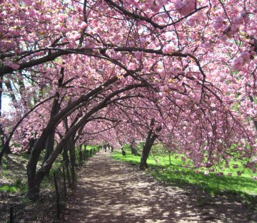 Nature Is Medicine -- Even in a Prison Cell