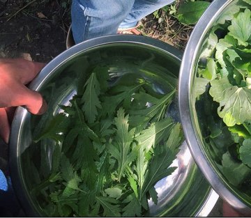 From Bomb Site to Medicine Garden