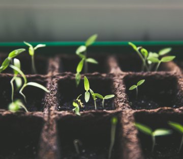 The Wisdom of South Korea's Garden Hacking Grandparents