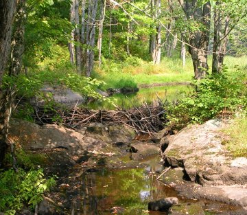 Eager: the Surprising, Secret Life of Beavers and Why They Matter