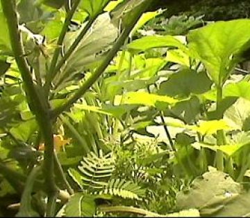 My Crazy Summer of Squash