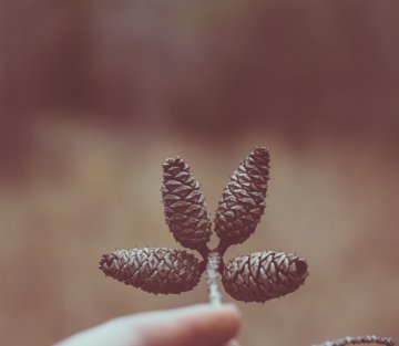 Laura Grace Weldon: Four Poems