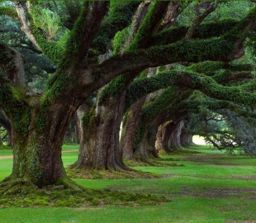 The Restorative Power of Trees