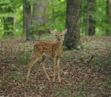 The Monk the Butcher & the Origins of Deep Counting