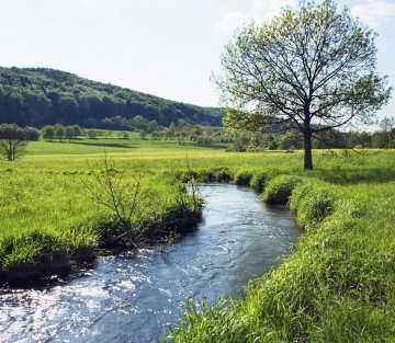 The Meadow Across the Creek