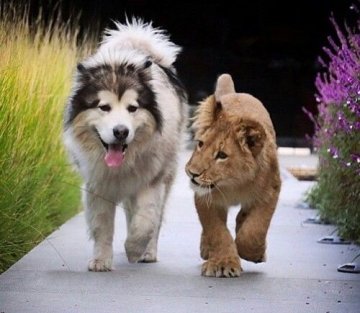 Hands Across the Hills