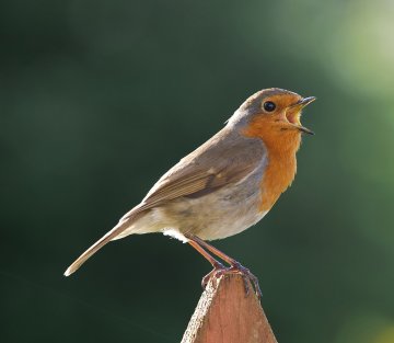 The Naked Voice: Transforming Life Through the Power of Sound