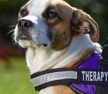 Therapy Dogs Help Kids with Trauma Tell Their Stories