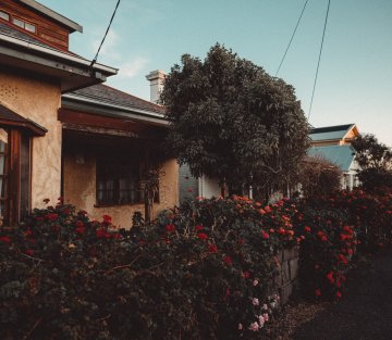 Harbored by a Mulberry Tree