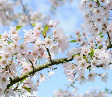 J.B. Priestly and Life's Delights