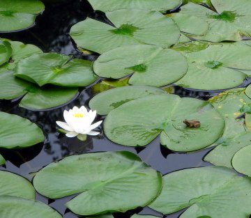 George Orwell: Some Thoughts on the Common Toad