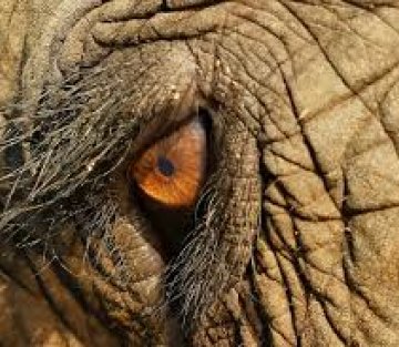 Bearing Witness: the Animal Dialogues
