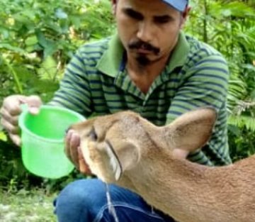 The Animal Rescuer of Assam