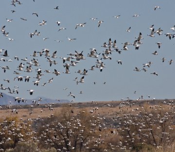 Lewis Hyde: to Study the Self Is to Forget the Self