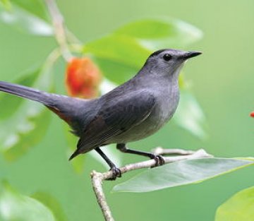 My Summer of the Catbird
