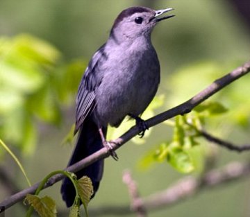 Do You Remember Your Song