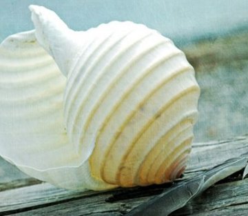 Shaped by a Silky Attention
