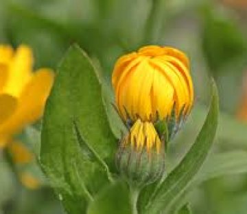 From Emergency to Emergence