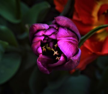 Gazing Into the Heart of Perfection