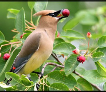 The Serviceberry: an Economy of Abundance