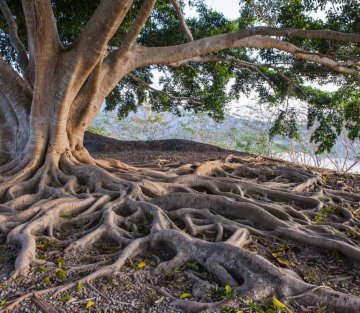 Burned Pages Don't Lie: a Genealogy Search