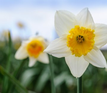 Parker Palmer Muses on the Season