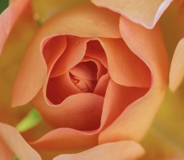 Alphabet Heart Sutra: a Mother's Day Offering