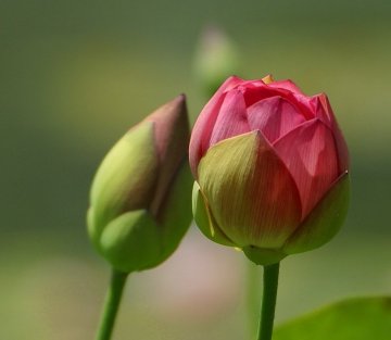 Letters to a Young Poet: Communing with Rilke's Prophetic Musings 