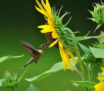 Practicing the Art of Wonder Through Radical Presence: Lessons From the Hummingbird