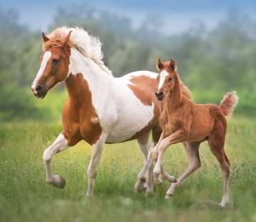 The Masks We Wear