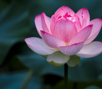 Radical Self-Care for Survivors of Suicide Loss