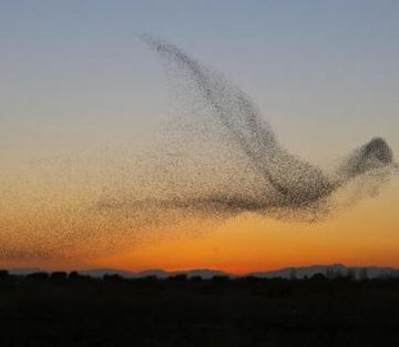Starling murmurations: the Science Behind One of natureâ€™s greatestÂ displays