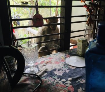 Monkey Stories, the Best Kind of Stories