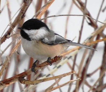 In Praise of Black Capped Chickadees