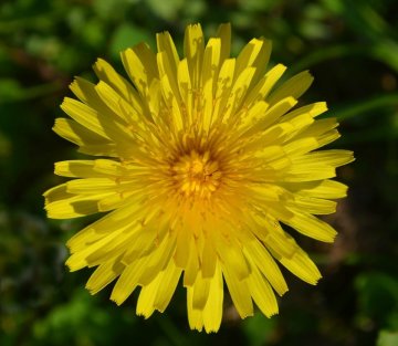 Dandelions