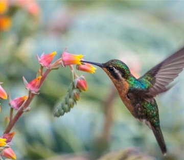 Early Music: Three Poems