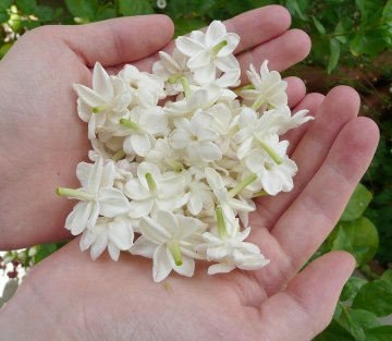 The Radical Act of Savoring Pleasant Moments