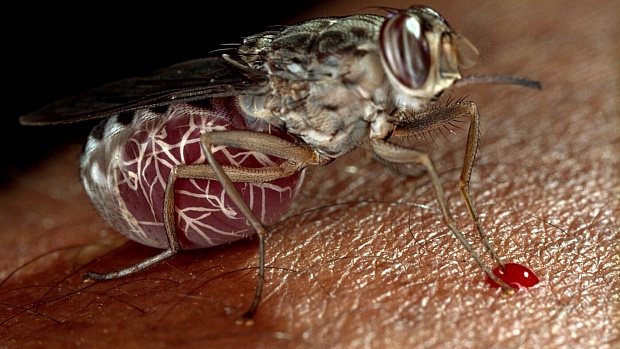 Sleeping Sickness Could Be Wiped Out with This New Drug