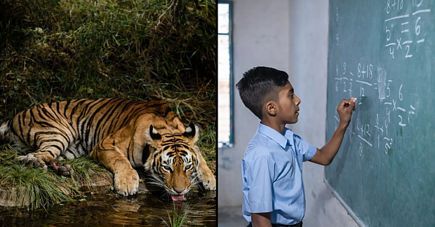 How Tiger Conservation Improves Farming, Water, and Education in India