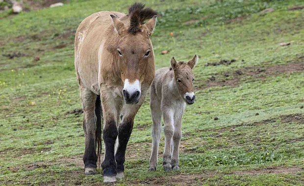 World's Last Wild Horse Thriving After 3 Years in Spain's Gallop Towards Rewilding
