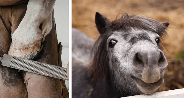 Pony Overjoyed After Having Overgrown Hooves Trimmed to Size