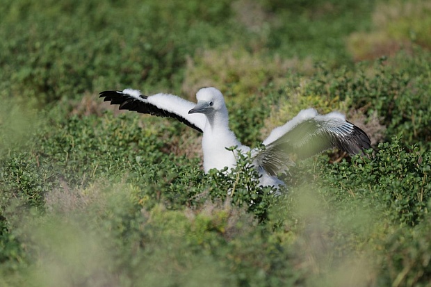 Us Again Wins Battle on Wake Atoll–Against Invasive Rats Depleting the Seabird Populations