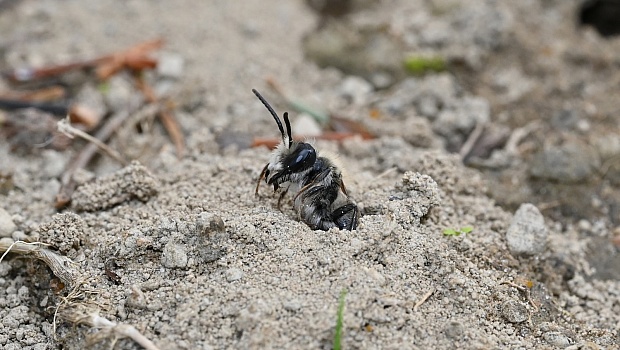 Why Millions of Adorable Bees Are Emerging From This Cemetery | Grist