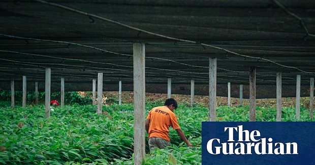 How Bolivia’s Cacao Farmers Took on the gold-mining Industry – and Won | Mining | the Guardian