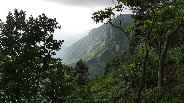 250 Millionth Tree Planted by This Tree-Planting Search Engine Just Ahead of Earth Day