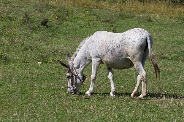 Spain’s Donkey Brigade Has Kept Doñana fire-free for Nine Years | the Optimist Daily