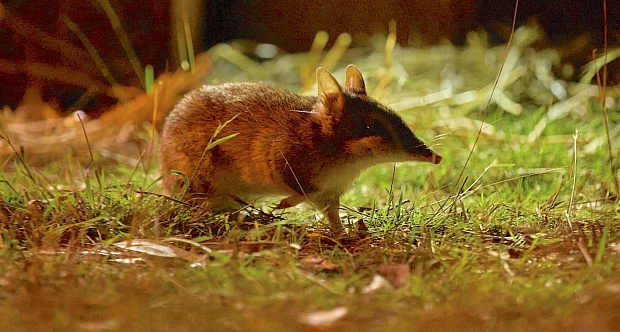 Once Extinct in the Wild, Bandicoot Marsupial to Be Released Across Australia After Being Bred for Survival (LOOK)